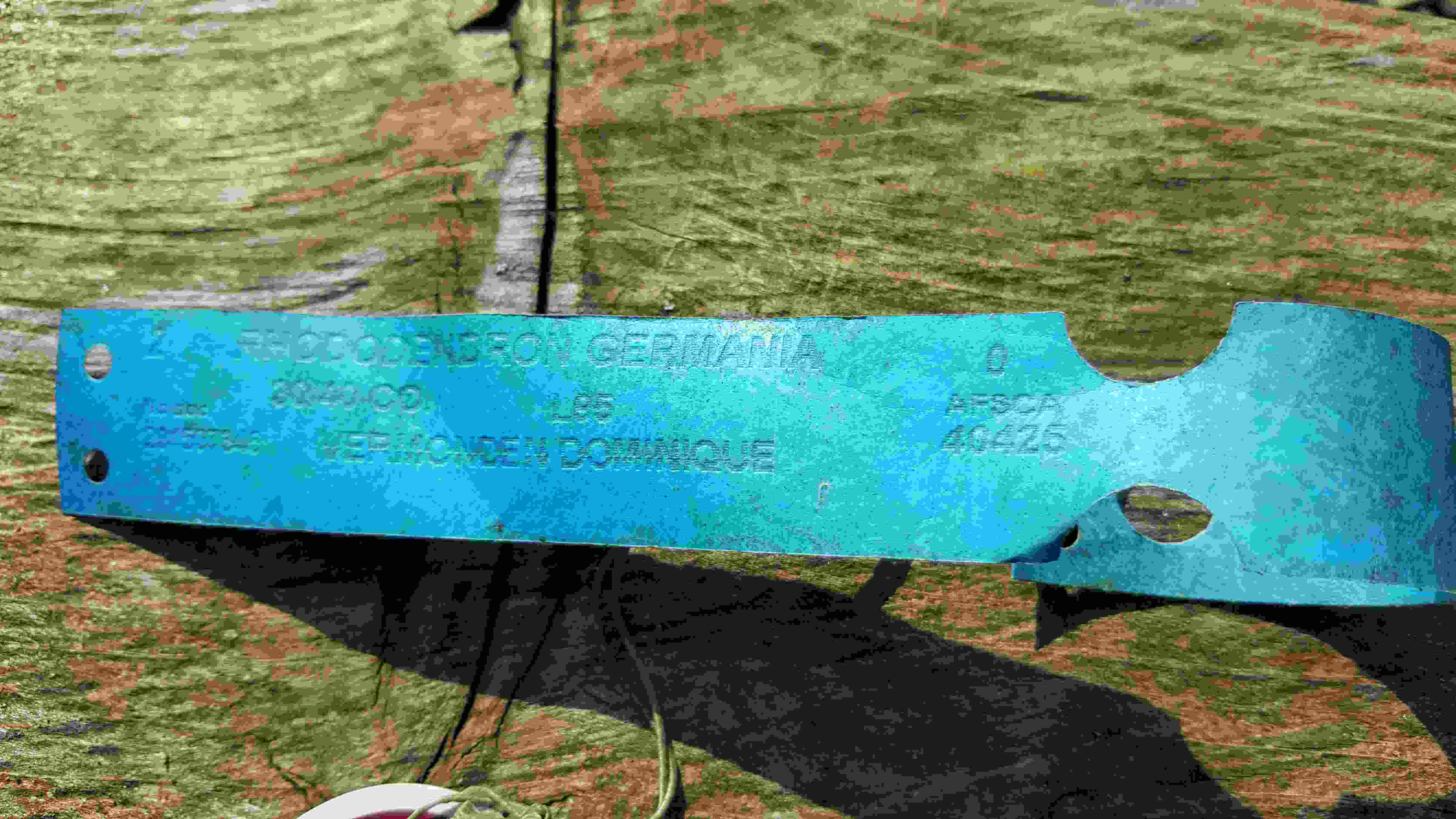 rhodo germanica 3.jpg